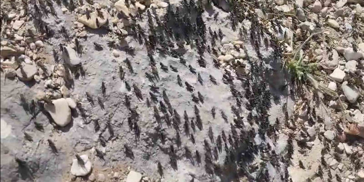 Antalya Gelesandra Yaylası’nda Çekirge İstilası