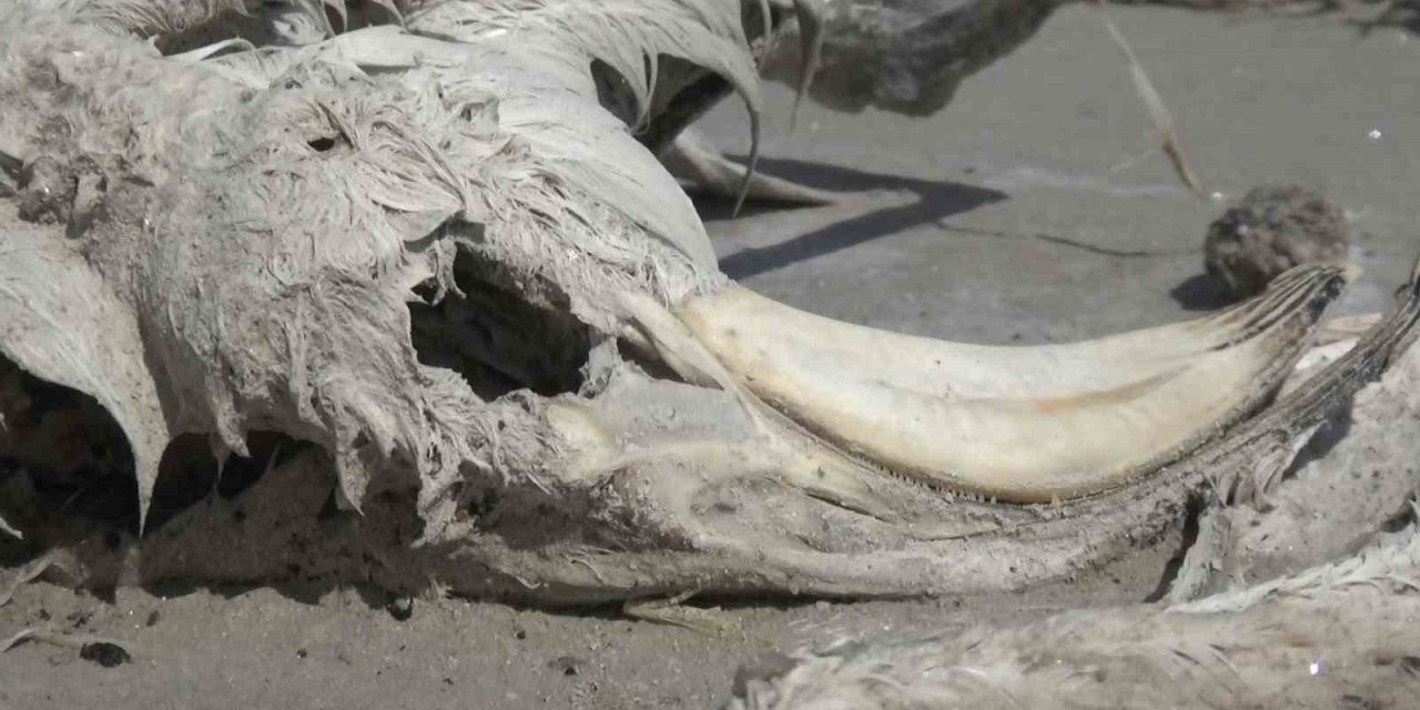 Tuz Gölü’nde Yüzlerce Flamingo Ölü Olarak Bulundu