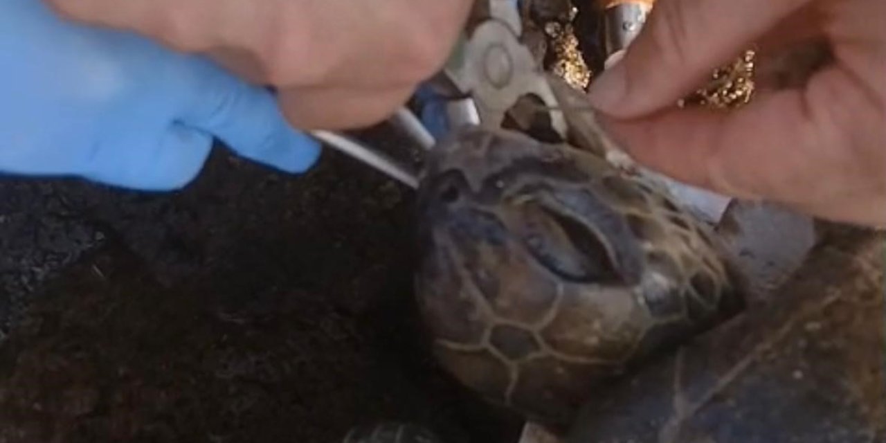 Misina Yutan Caretta Ekiplerin Müdahalesiyle Hayata Döndü