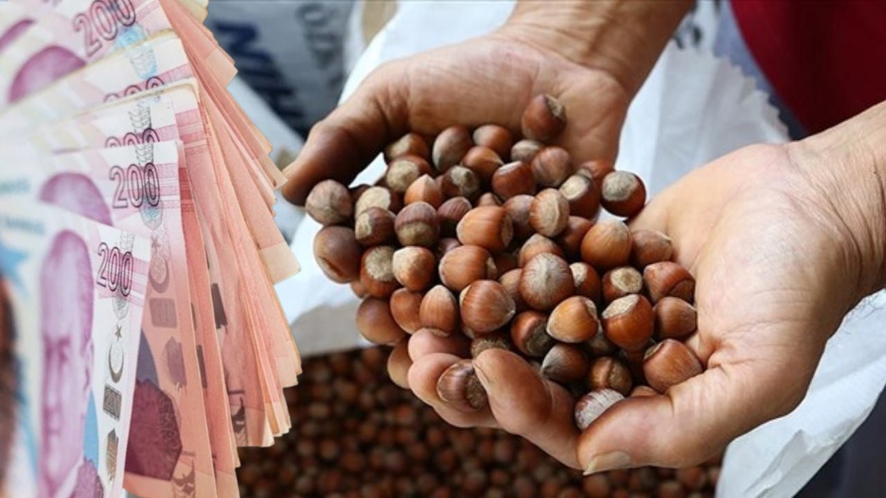 TMO 10 Bin Ton Kabuklu Fındık Satış İhalesi!