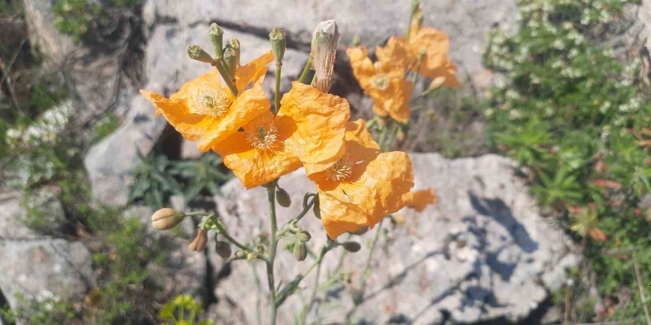 Bozkır’ın Yüksek Rakımlı Yaylalarındaki Bitki Florası Araştırıldı