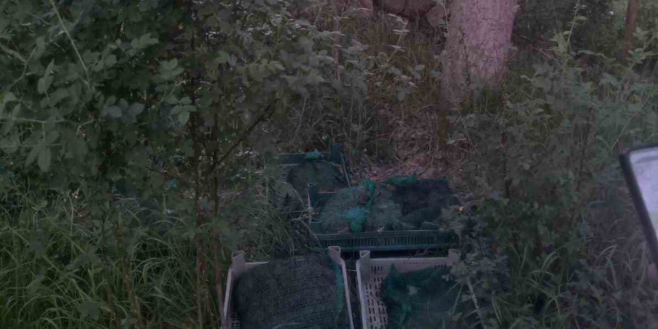 Niğde’de Kurbağa Kaçakçıları Yakalandı: 133 Kilo Canlı Kurbağa Ele Geçirildi