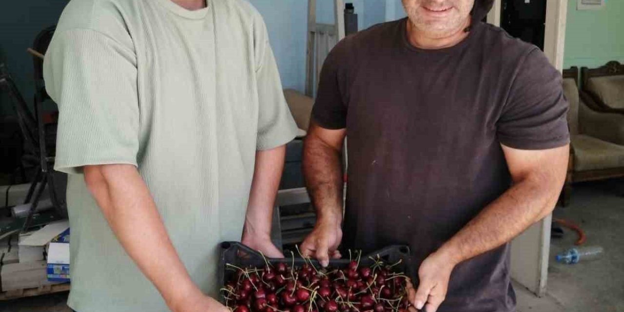 Akşehir’de İlk Kiraz Hasat Edildi