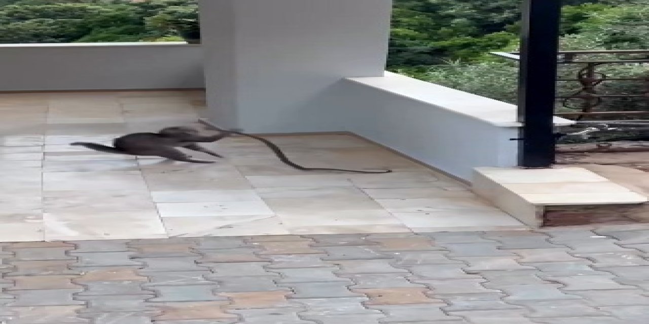 Alanya’da Yılana Kafa Tutan Kedi