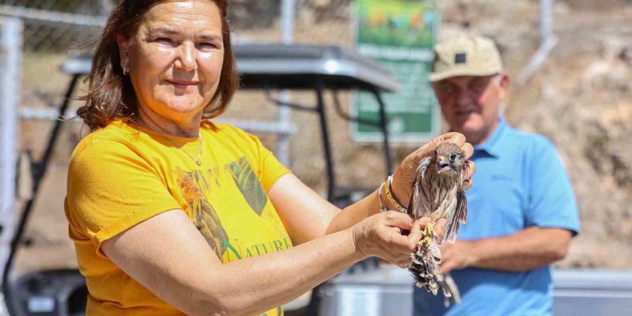 Yetişkinliğe Erişen Kerkenez Yavruları Doğal Ortamlarına Bırakıldı