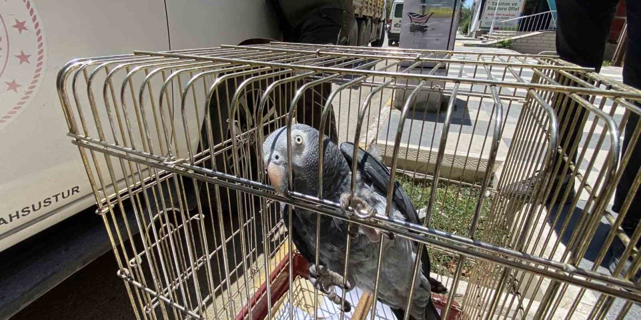 Kırmızı Listedeki Afrika Papağanı Aksaray’da Yakalandı