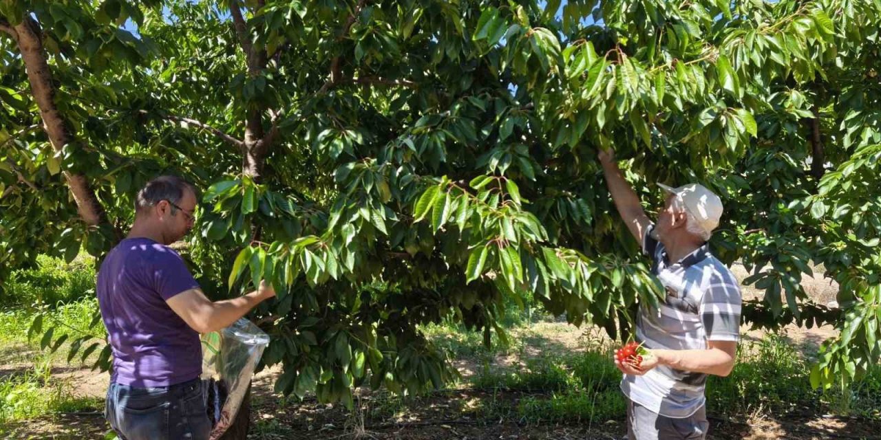 Kirazlar Pestisit Kalıntısı Analizi İçin Toplandı