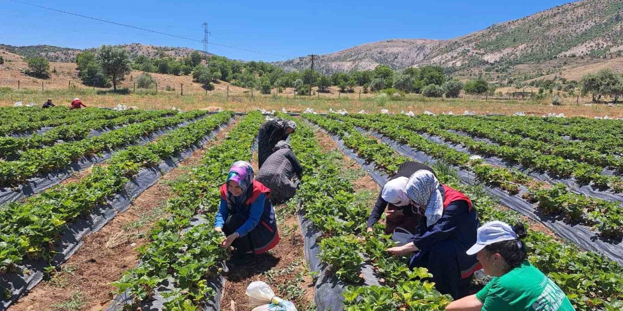 Bozkır’da Kadın Çiftçilere Yönelik Eğitim Ve Destek Ziyaretleri