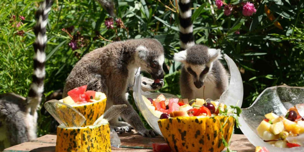 Antalya’da Sıcaktan Etkilenen Hayvanlara Buzlu Meyve Kokteyli
