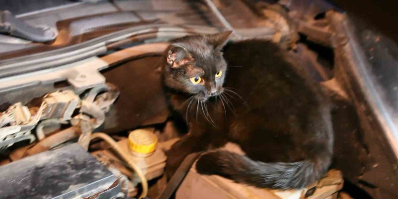 Polis Aracın Kaputunu Açtı, Motordan Çıkan Şaşırttı