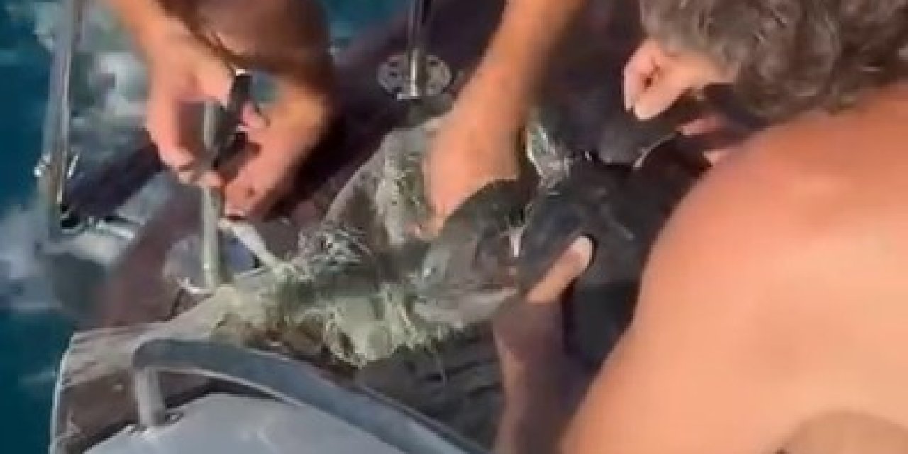 Alanya’da Plastik Çuvala Dolanan Yavru Caretta Caretta Balıkçılar Tarafından Kurtarıldı