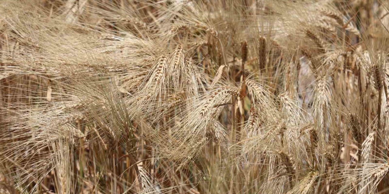 Kuraklık Etkisindeki Tarım Başkentinde Verim Düşük