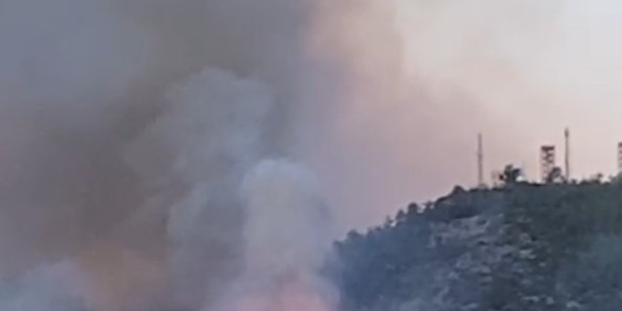 Yangın Kulesini Alevler Sardı, Kaplumbağayı Kahraman Orman Memuru Kurtardı!