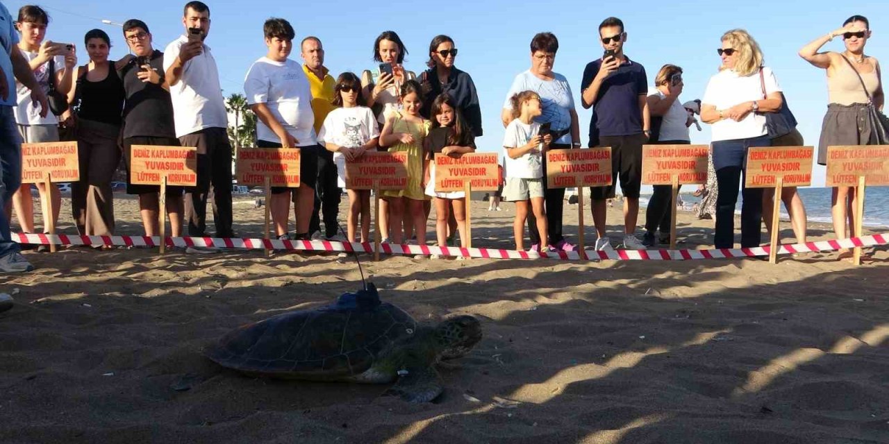 Uydu Cihazı Takılan Kaplumbağa ’soli’ Denize Bırakıldı