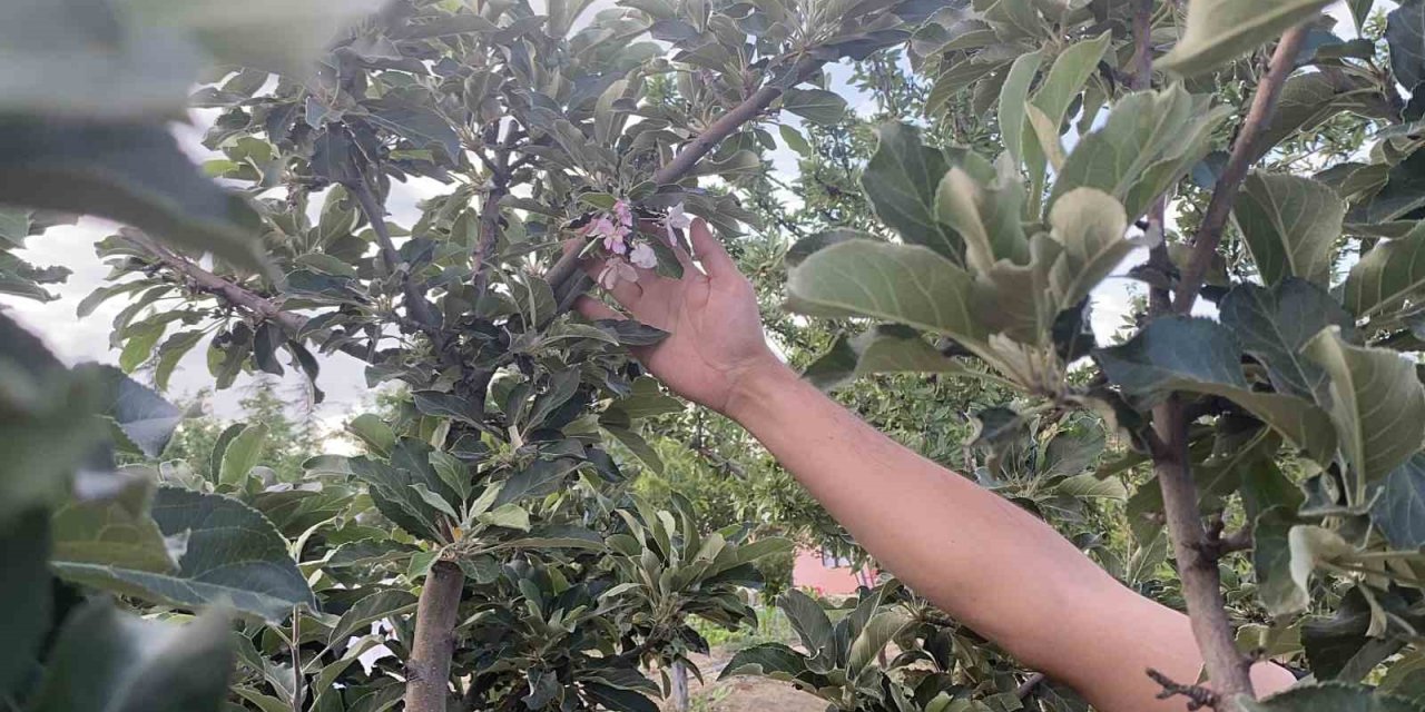 Kulu’da Elma Ağacı Çiçek Açtı