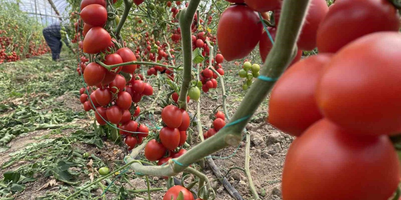 Antalya Hallerinde Haziran Ayında Domates Yıllık Miktarda Yüzde 86 Arttı
