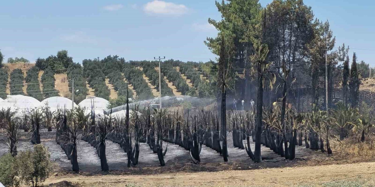 Antalya’da Çıkan Yangında Palmiye Ağaçları Küle Döndü