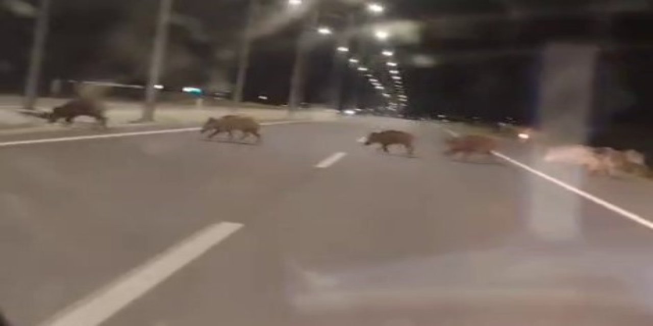 Kara Yoluna Çıkan Yaban Domuzları Sürücülerin Korkulu Rüyası