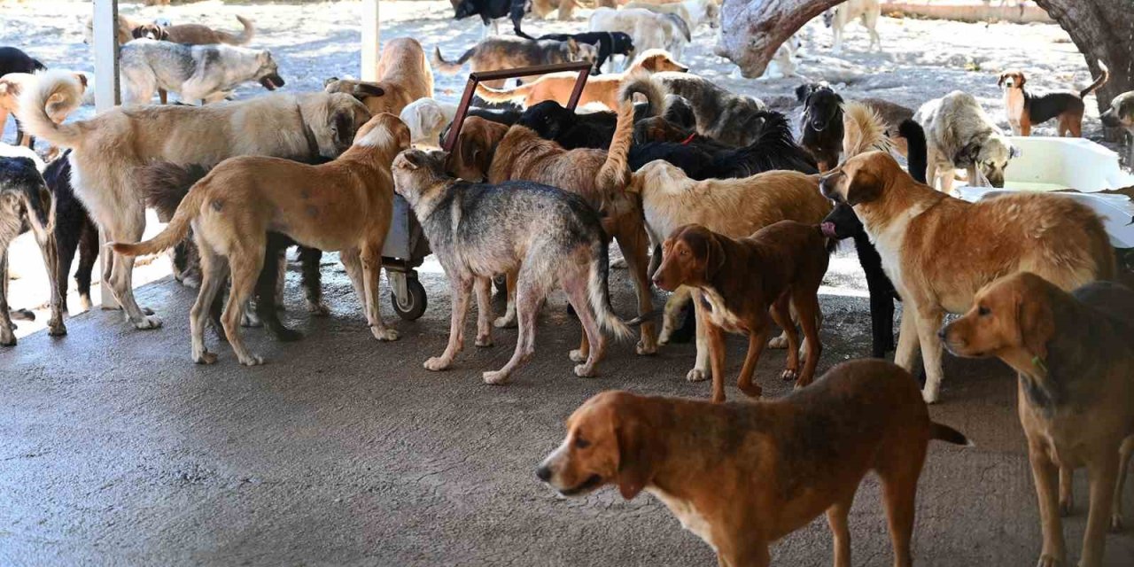 Kemer Belediyesi, Haziran’da 50 Canı Sahiplendirdi