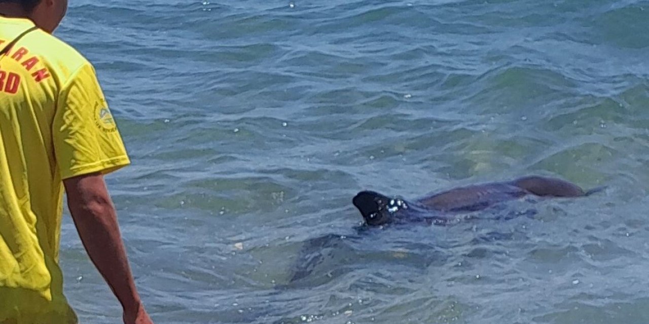 Kıyıya Vuran Yunus Elbirliğiyle Denize Salındı