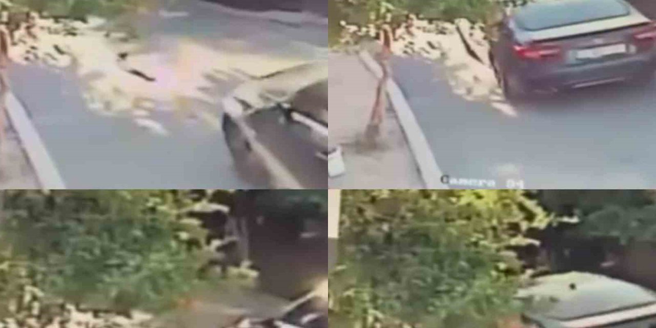 Aracın Üzerinden Geçtiği Köpek Telef Oldu