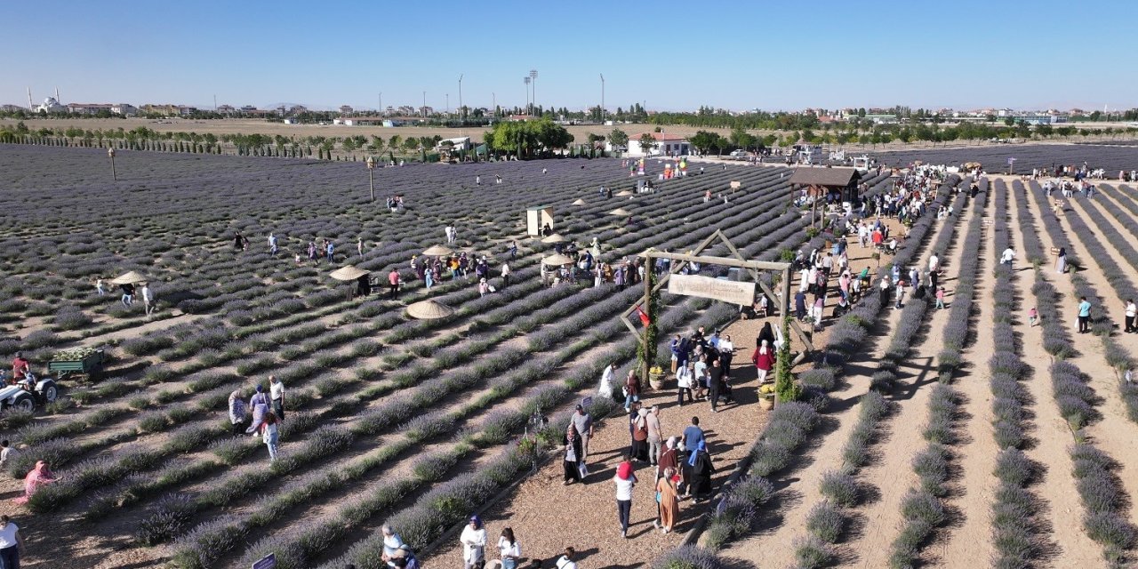 Türkiye’nin En Büyük Lavanta Bahçesi’nde Festival Coşkusu