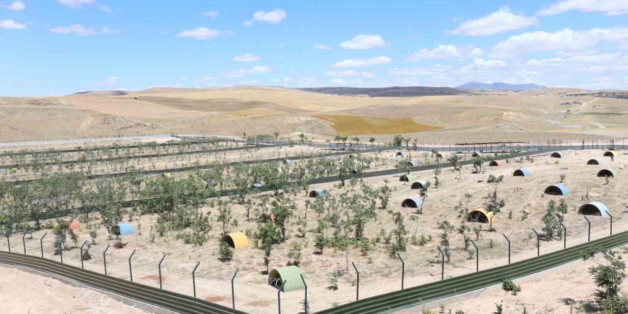 Aksaray’da Sahipsiz Hayvanlar Yeni Yuvalarına Kavuştu