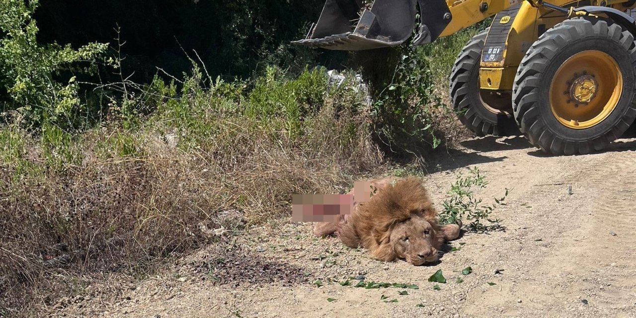 Antalya Valiliği’nden Hayvanat Bahçesinden Kaçan Aslana İlişkin Açıklama