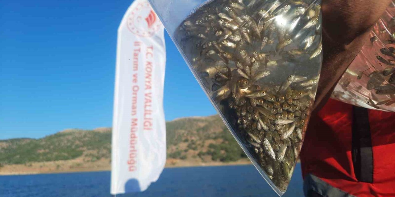 Bozkır’ın Baraj Ve Göletleri Yavru Sazan Balıkları İle Buluştu