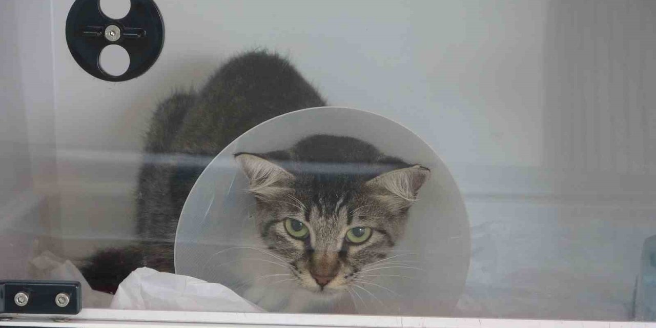 Sokak Kedisini Defalarca Tekmeledi