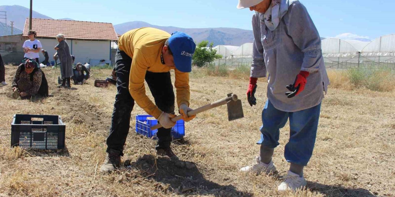 Elmalı’da Safran Soğanı Hasadı Başladı