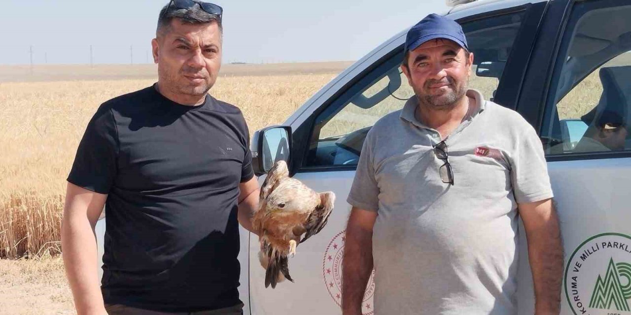 Karapınar’da Yaralı Şahin Koruma Altına Alındı