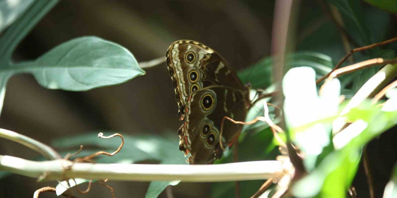 Konya Tropikal Kelebek Bahçesi 3 Milyon 700 Bin Ziyaretçi Ağırladı