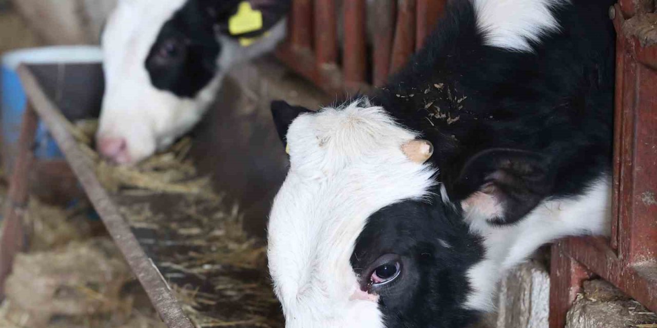 Büyükşehir’den Kırsaldaki Besicilere Veterinerlik Hizmeti