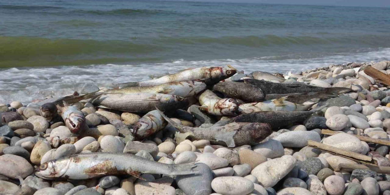 Mersin Sahillerinde Endişelendiren Görüntü
