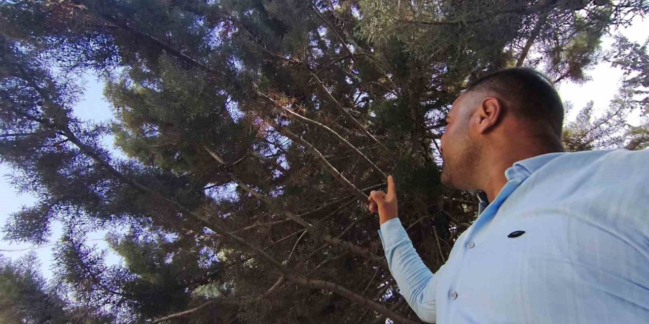 Ağaç Gölgesinde Ürküten Manzara, Fareyi Yutmaya Çalışan Yılanla Göz Göze Geldi