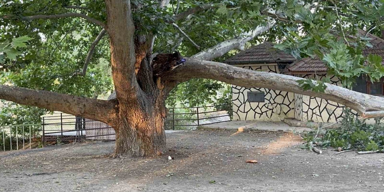 Piknik Alanında Ağacın Dalı Vatandaşların Üzerine Devrildi: 11 Yaralı