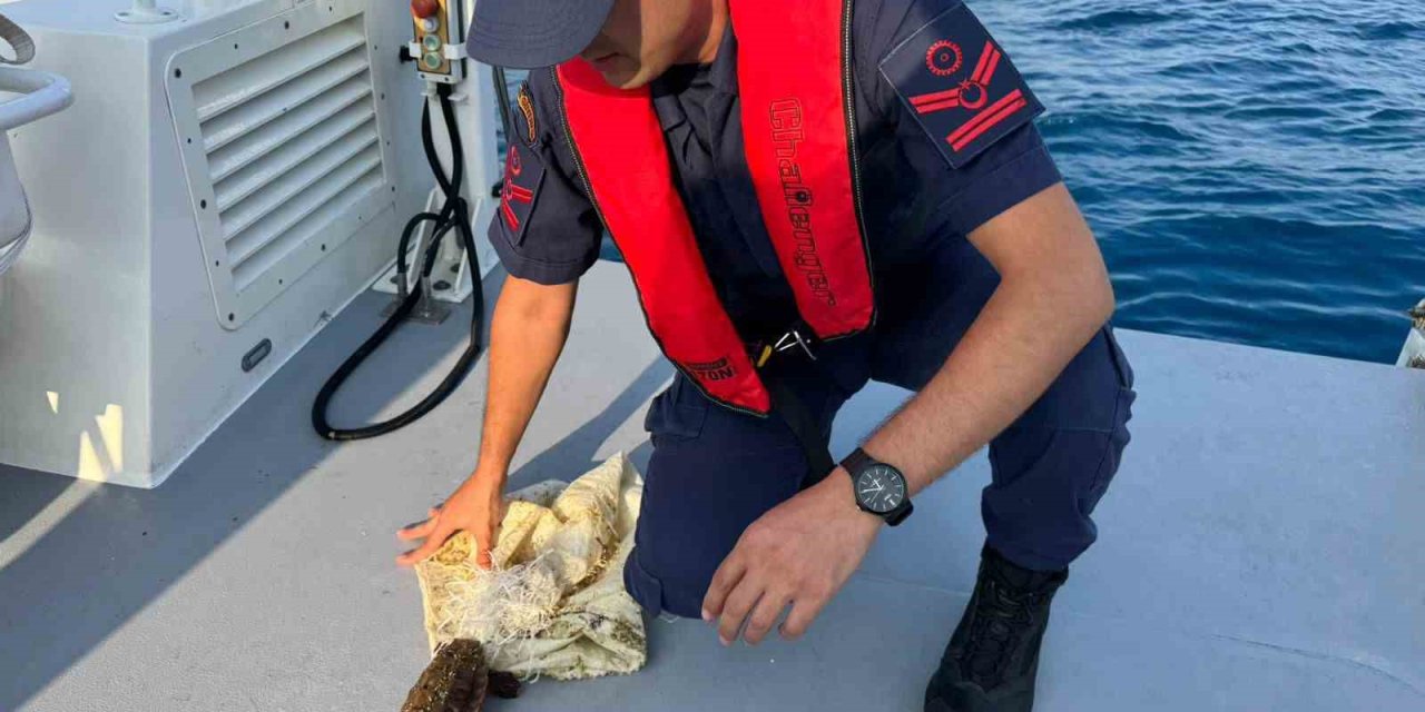 Denizde Çuvala Dolanmış Halde Bulunan Yeşil Deniz Kaplumbağası Kurtarıldı