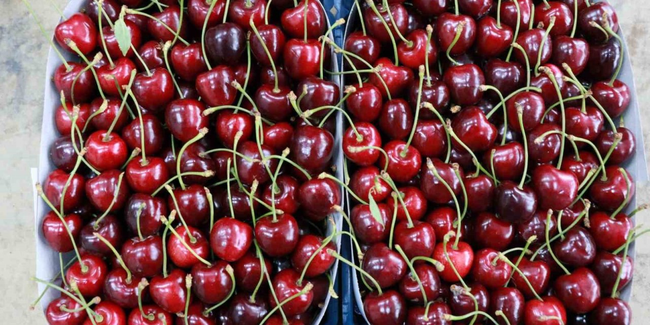 Hadim Kirazında Zirai Don İhracatı Durdurdu