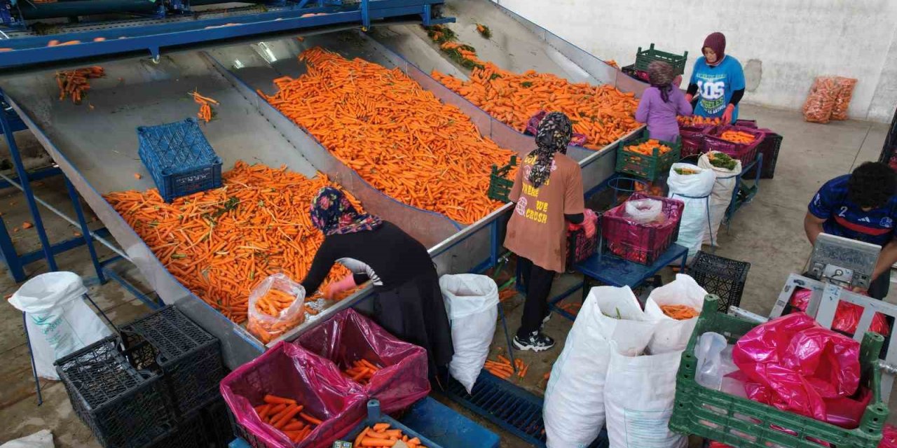 Tarladan Sofraya Havuç Kadınların Ellerinden Geliyor