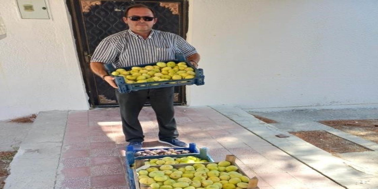 Mut’ta Beyaz İncir Hasadı Başladı