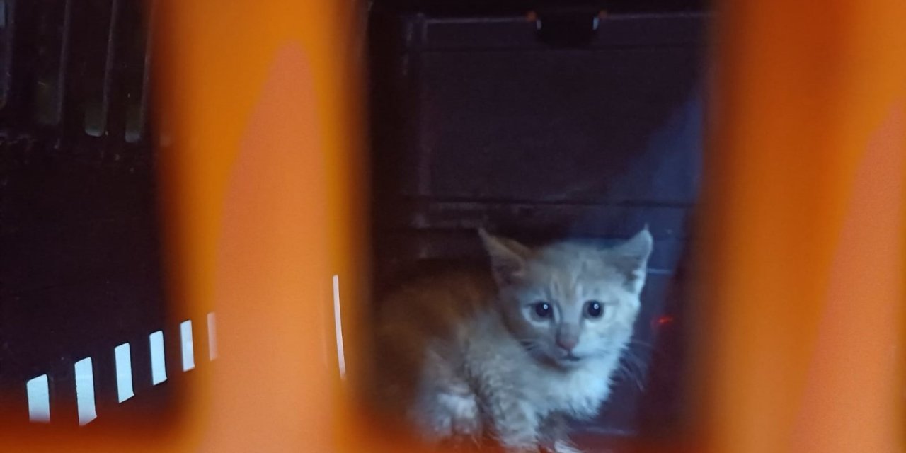 Kanalizasyona Düşüp 2 Gündür Kurtarılmayı Bekleyen Yavru Kedi İçin Seferber Oldular