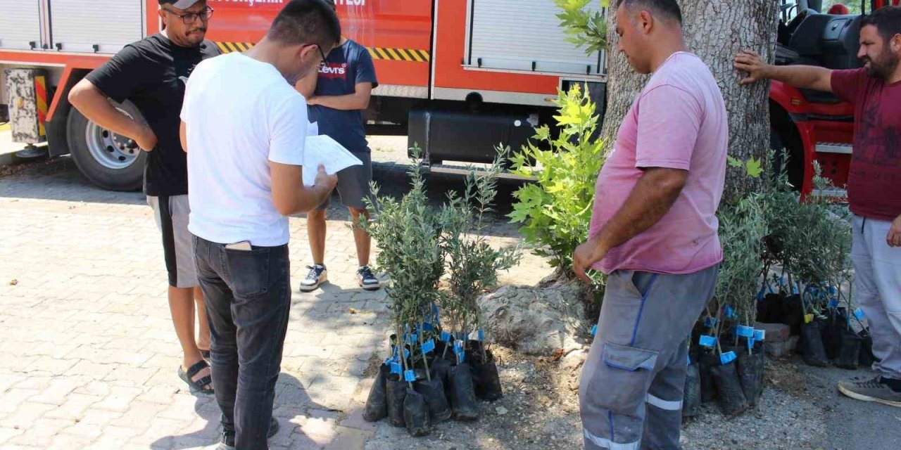 Antalya Büyükşehir Belediyesi’nden Zeytin Seferberliği