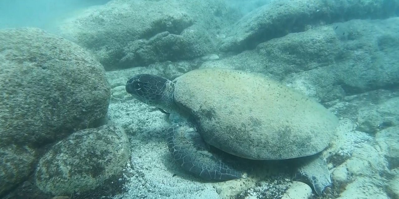 Uzman İsim Caretta Caretta Isırma Vakalarının Sebebini Açıkladı