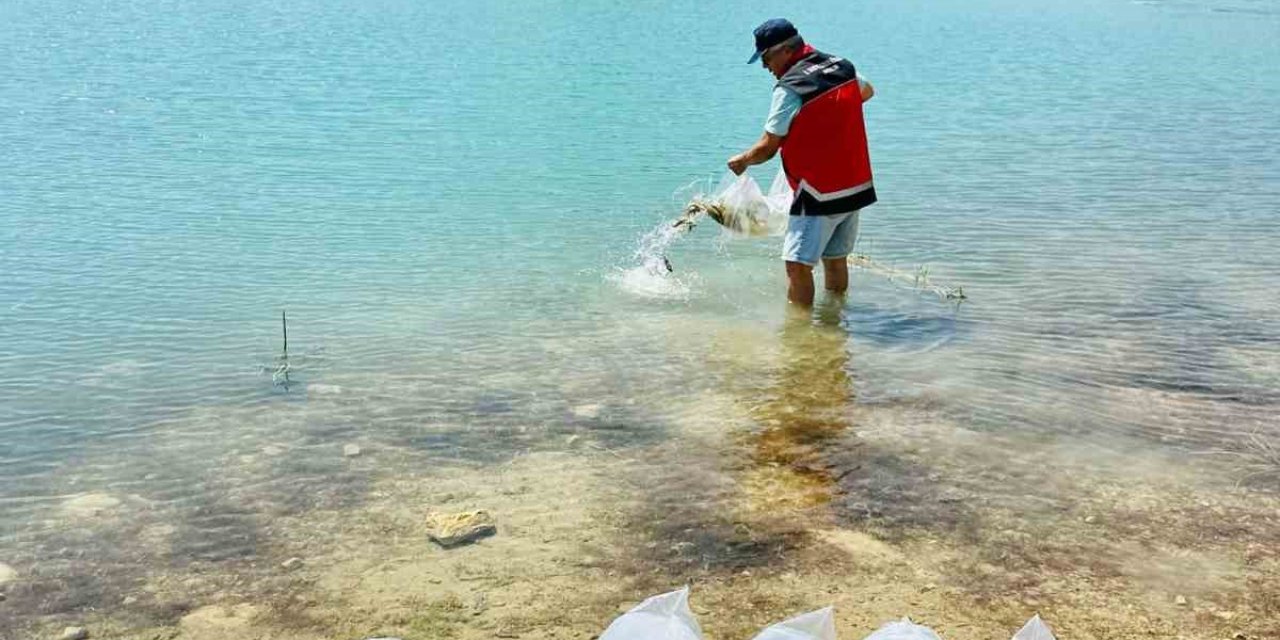 Korkuteli’nde 60 Bin Sazan Balığı Doğaya Bırakıldı