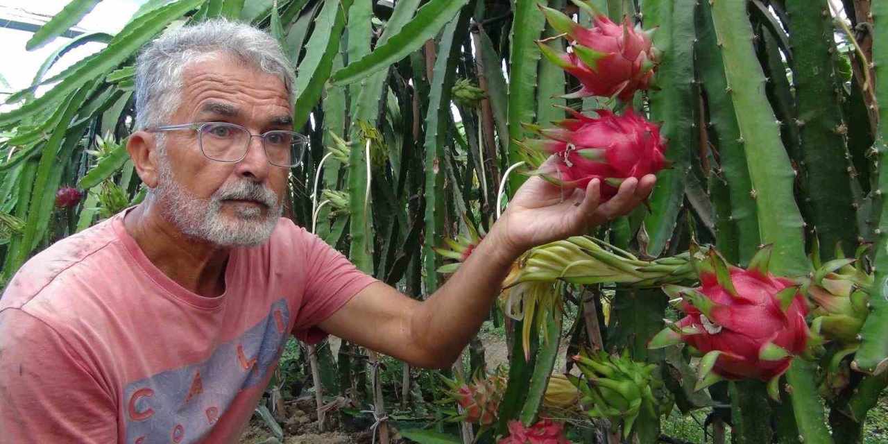 Mersin’de Pitaya Bahçelerinde Hasat Başladı