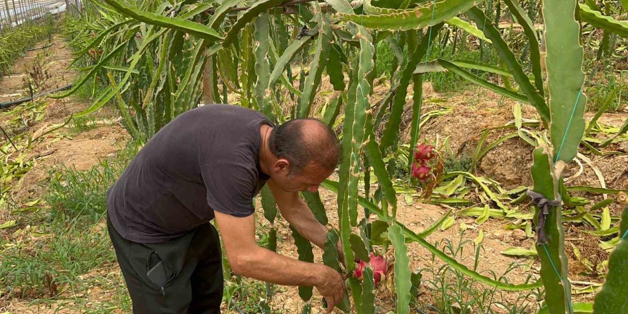 Alanya’da Ejder Meyvesi Hasadı Başladı, Kilosu 200 Tl’yi Buluyor