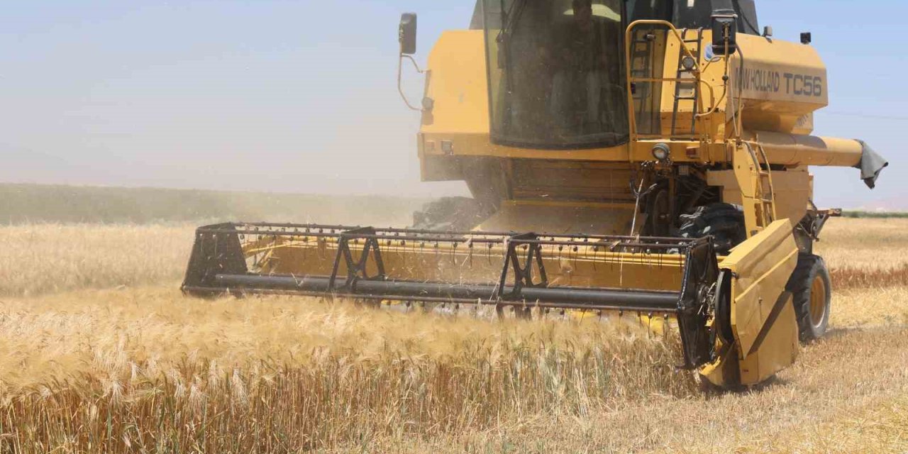 Tarımın Başkenti Konya’da Hububatta Ciddi Rekolte Kaybı