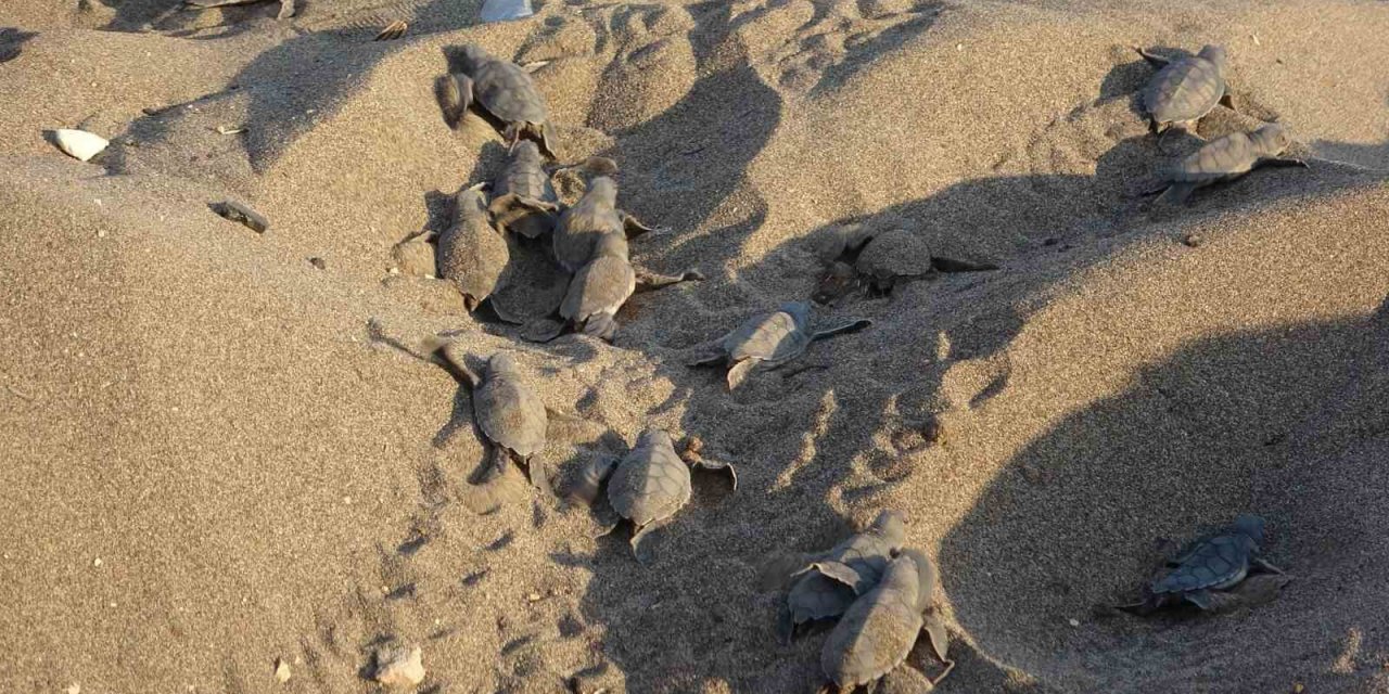 Mersin Sahillerinde Deniz Kaplumbağalarının İlk Yavruları Akdeniz’le Buluştu