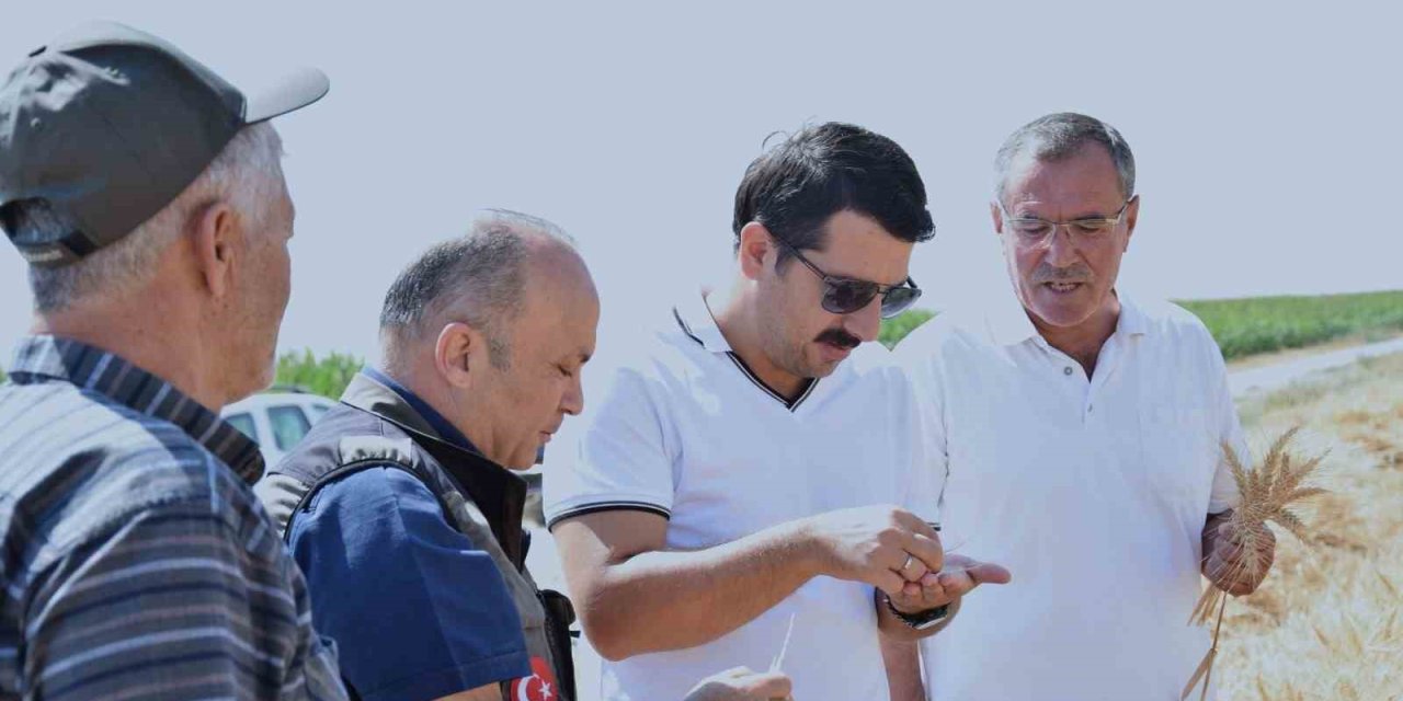 Karapınar’da Sezonun Son Buğday Hasadı Yapıldı